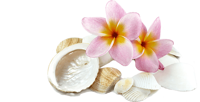 Pink Frangipani Flower Transparent PNG Image