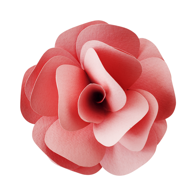 Pink Frangipani Flower Transparent PNG Image
