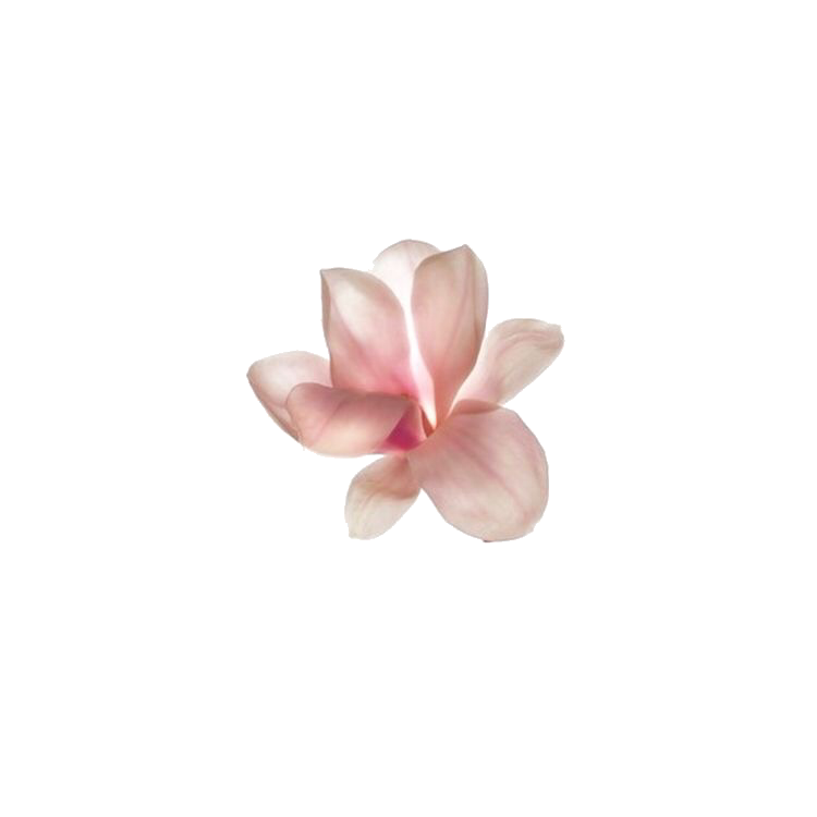 Pink Frangipani Flower Transparent PNG Image