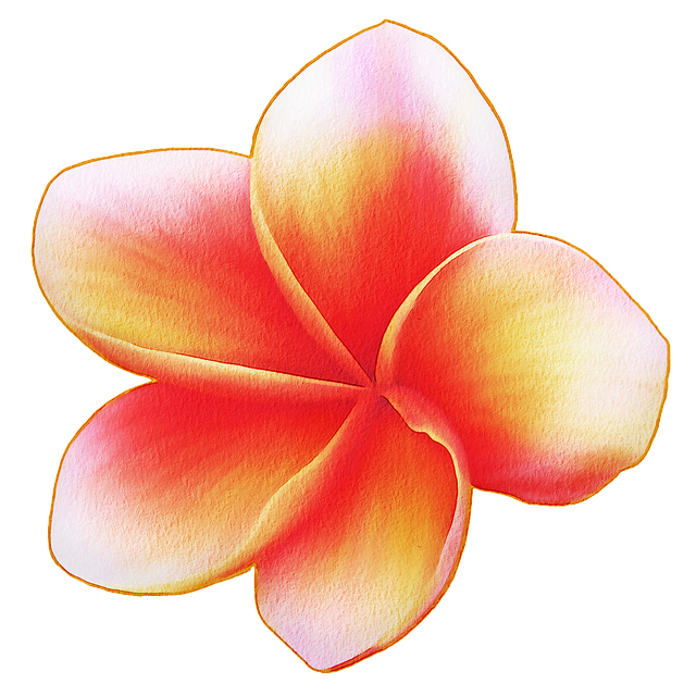 Pink Frangipani Flower Transparent PNG Image