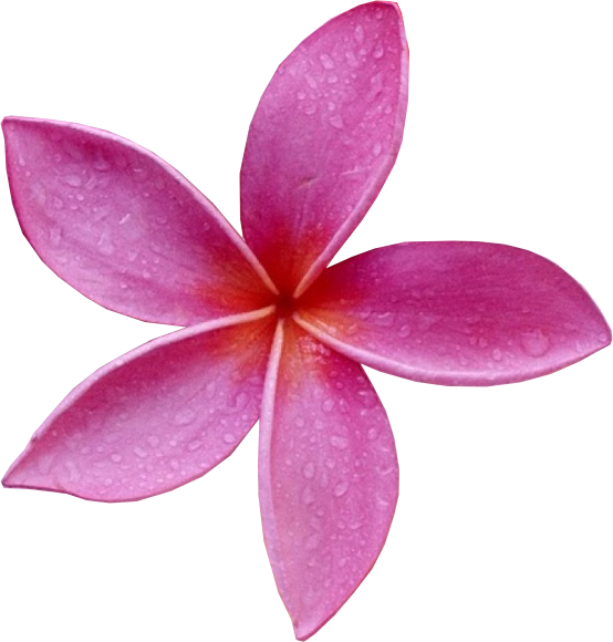 Pink Frangipani Transparent PNG Image