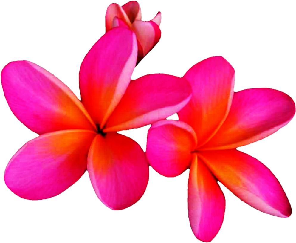 Pink Frangipani Transparent PNG Image