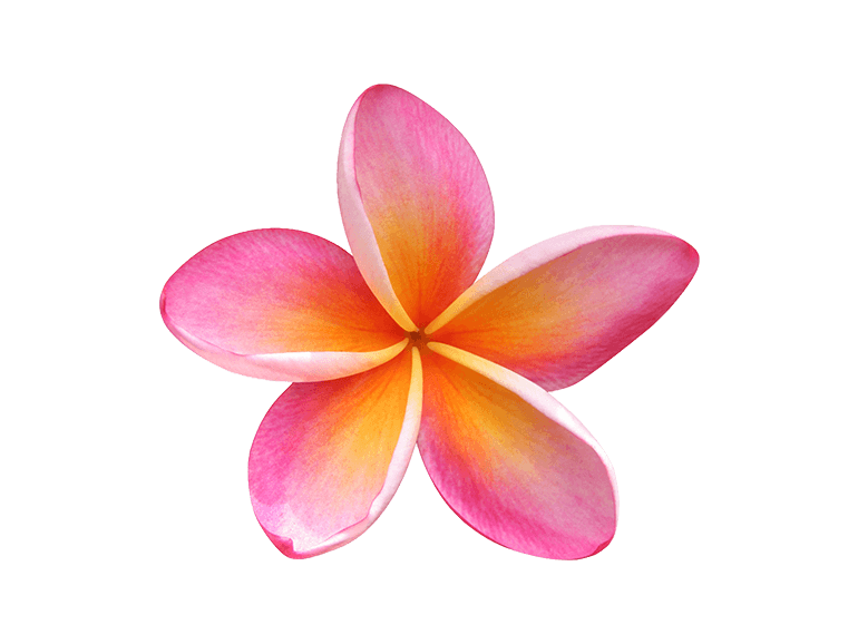 Pink Frangipani Transparent PNG Image
