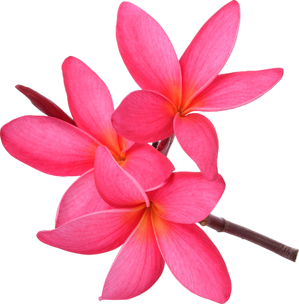 Pink Frangipani Transparent PNG Image