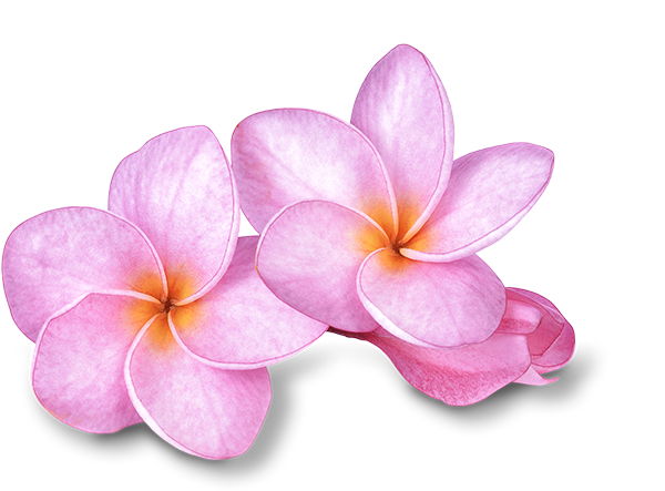 Pink Frangipani Transparent PNG Image