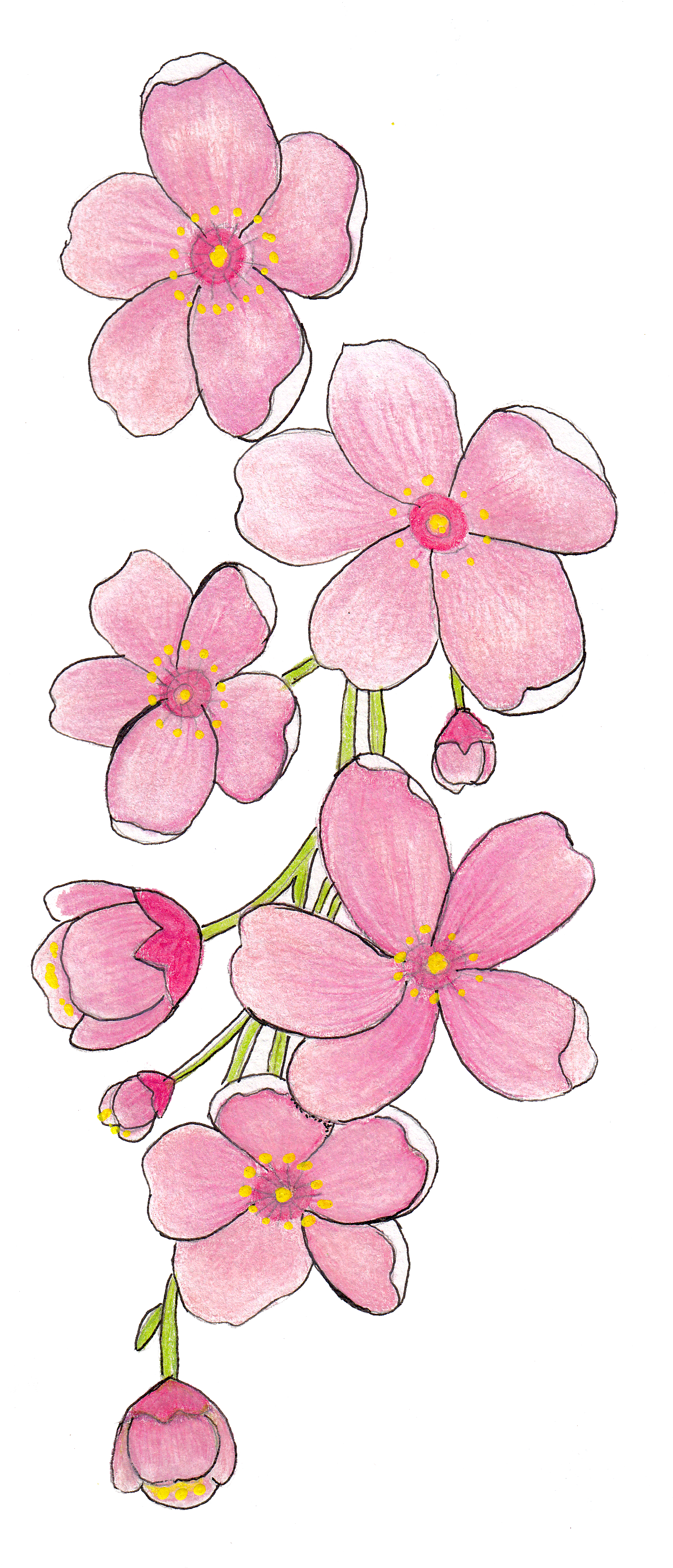 Pink Frangipani Vector Transparent PNG Image
