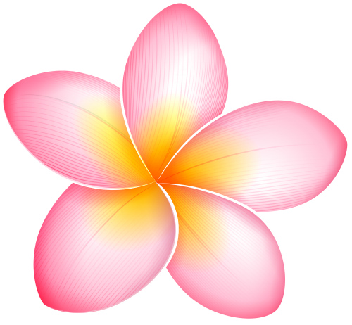 Pink Frangipani Vector Transparent PNG Image