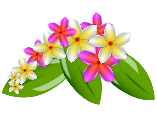 Pink Frangipani Vector Transparent PNG Image