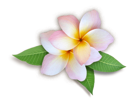 Plumeria Transparent PNG Image