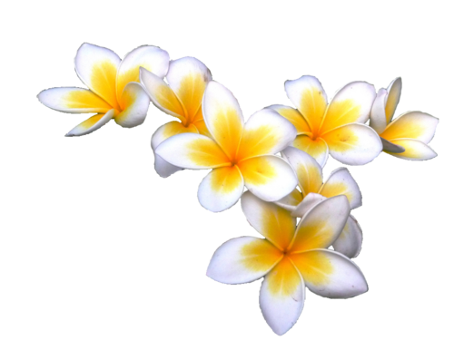 Plumeria Transparent PNG Image
