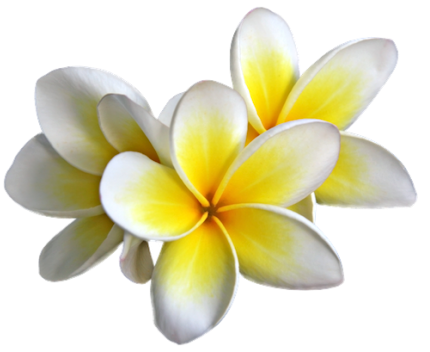 Plumeria Transparent PNG Image