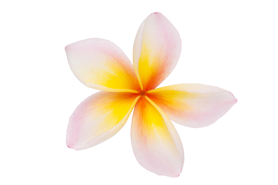 Plumeria Transparent PNG Image