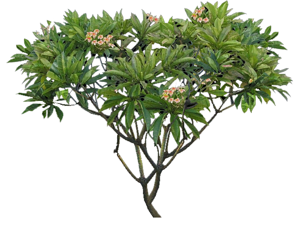 Plumeria Background Transparent PNG Image