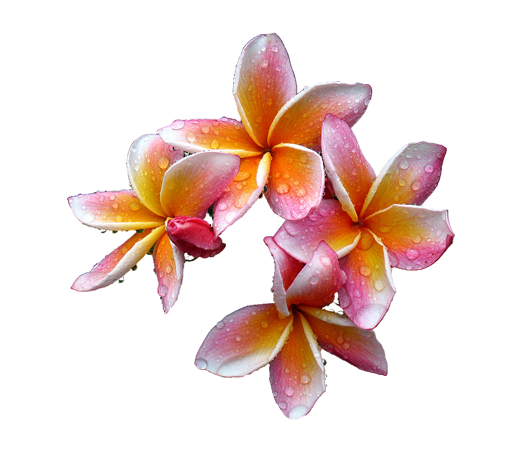 Plumeria Transparent PNG Image