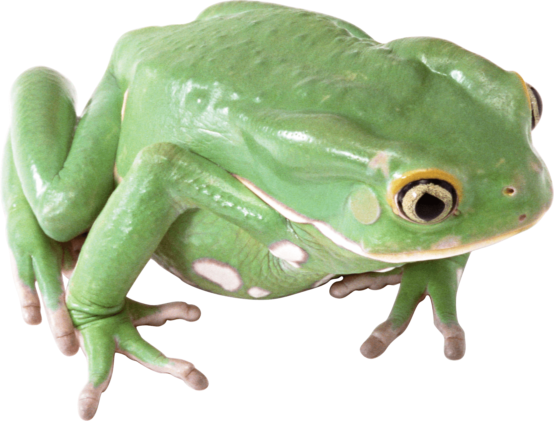 Frog Transparent PNG Image
