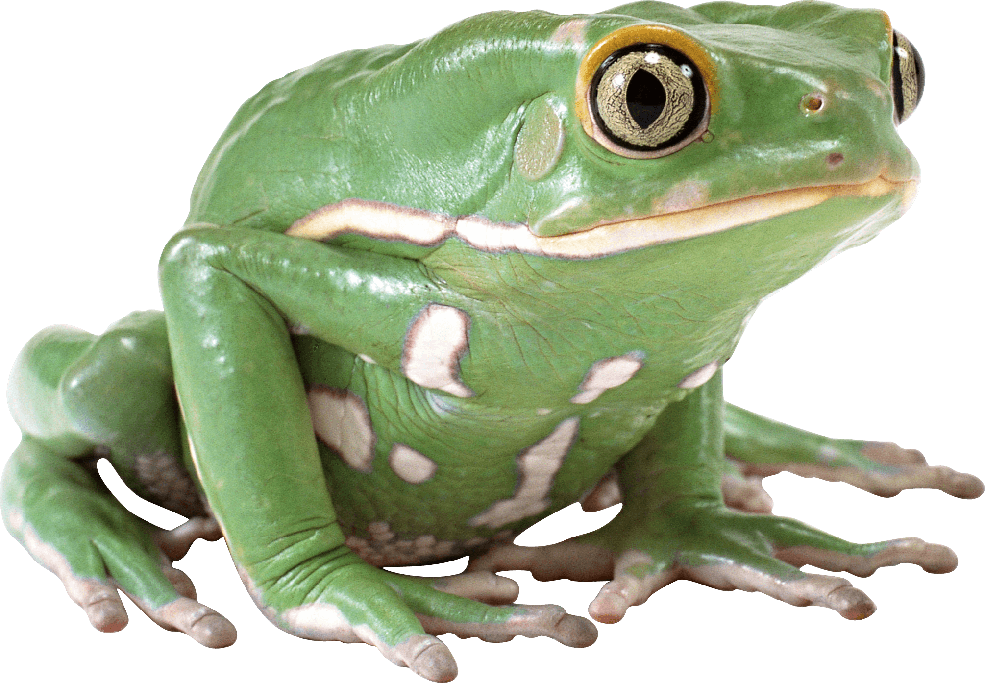 Green Frog Transparent PNG Image