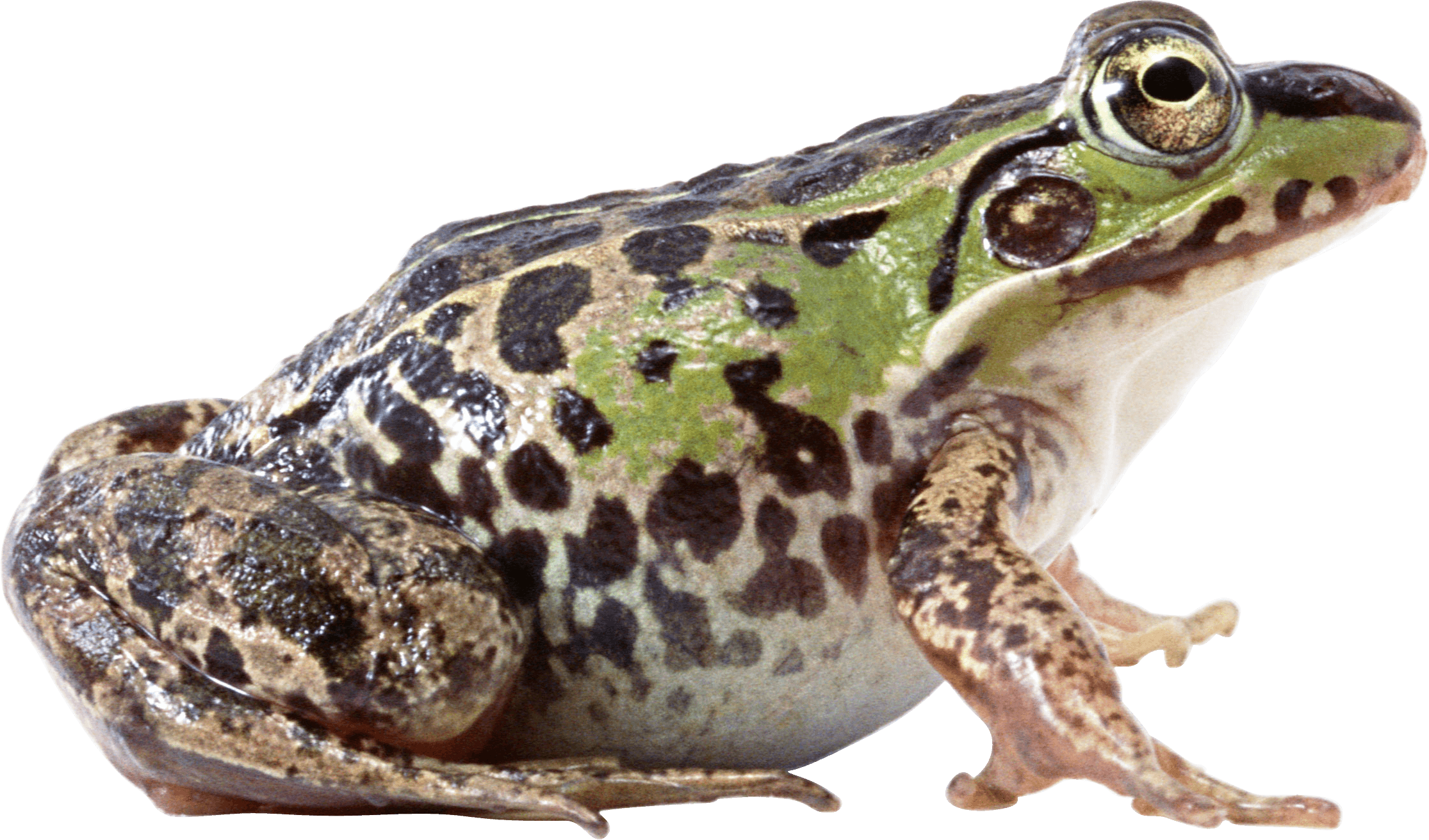 Frog Transparent PNG Image