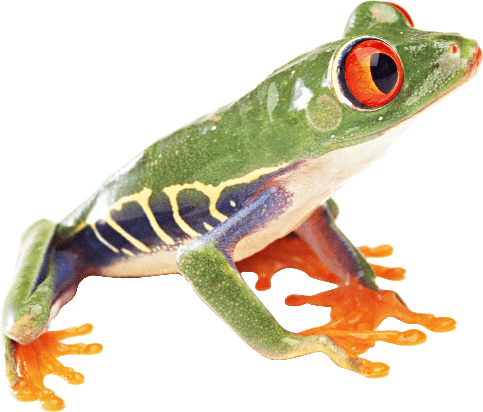 Frog Transparent PNG Image