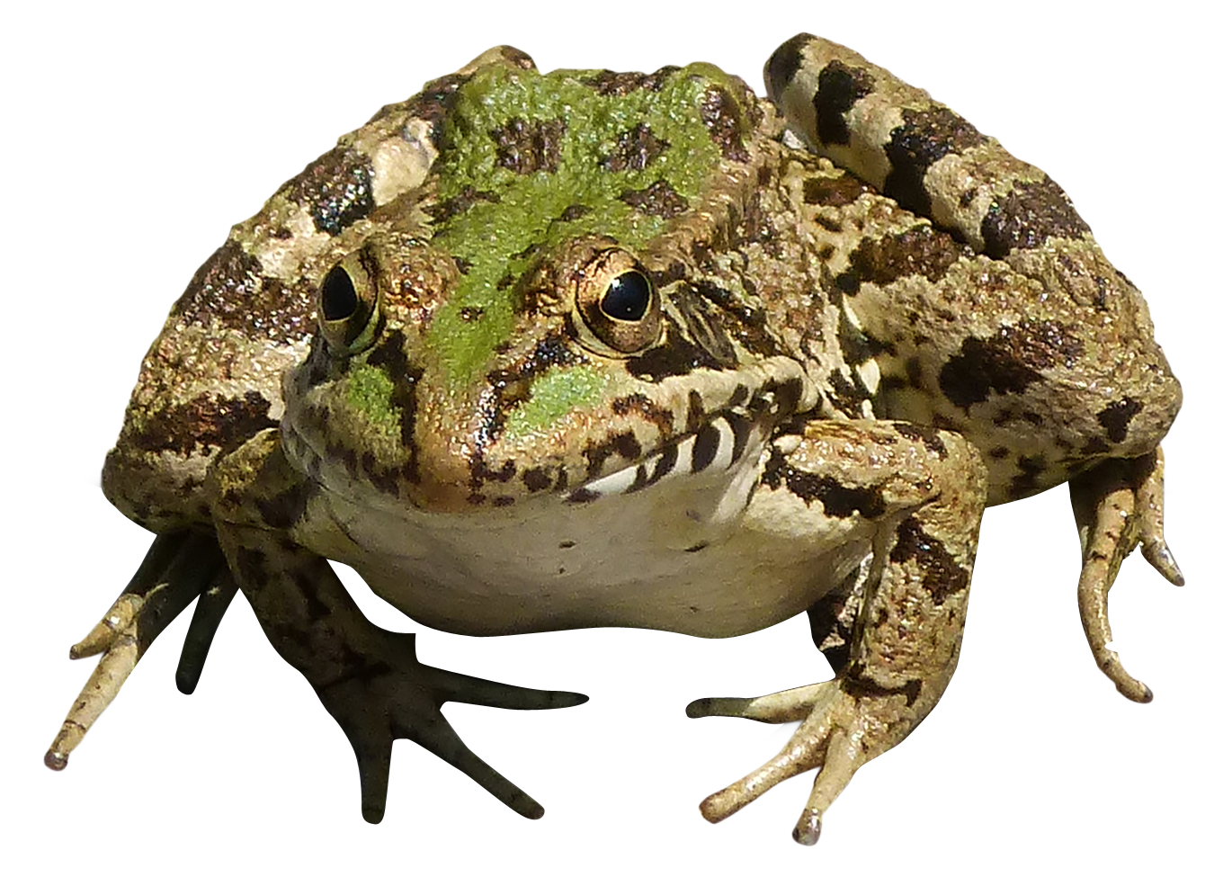 Amphibian Frog Transparent PNG Image