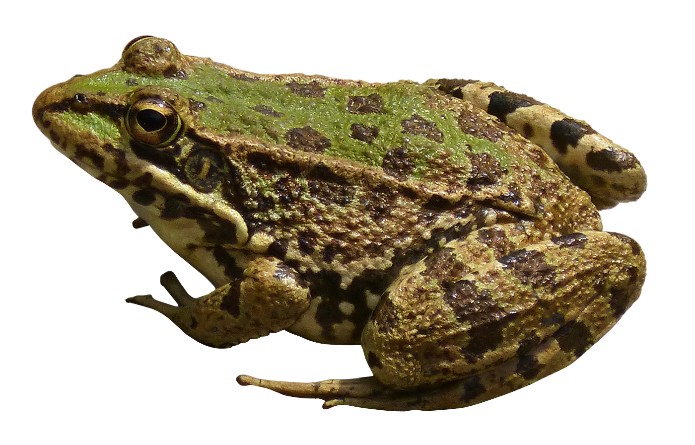 Amphibian Frog Transparent PNG Image