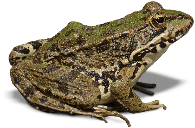 Amphibian Frog Transparent PNG Image