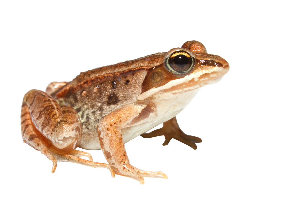 Pic Amphibian Frog Transparent PNG Image
