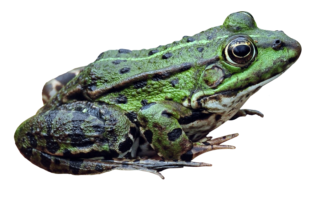Amphibian Frog Transparent PNG Image