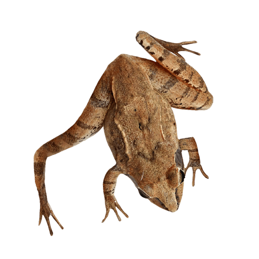 Amphibian Frog Transparent PNG Image