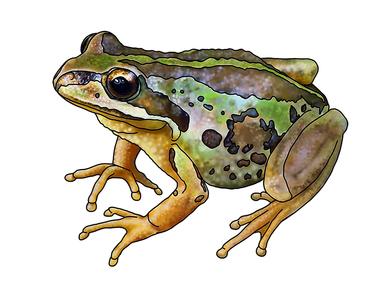 Amphibian Frog Transparent PNG Image