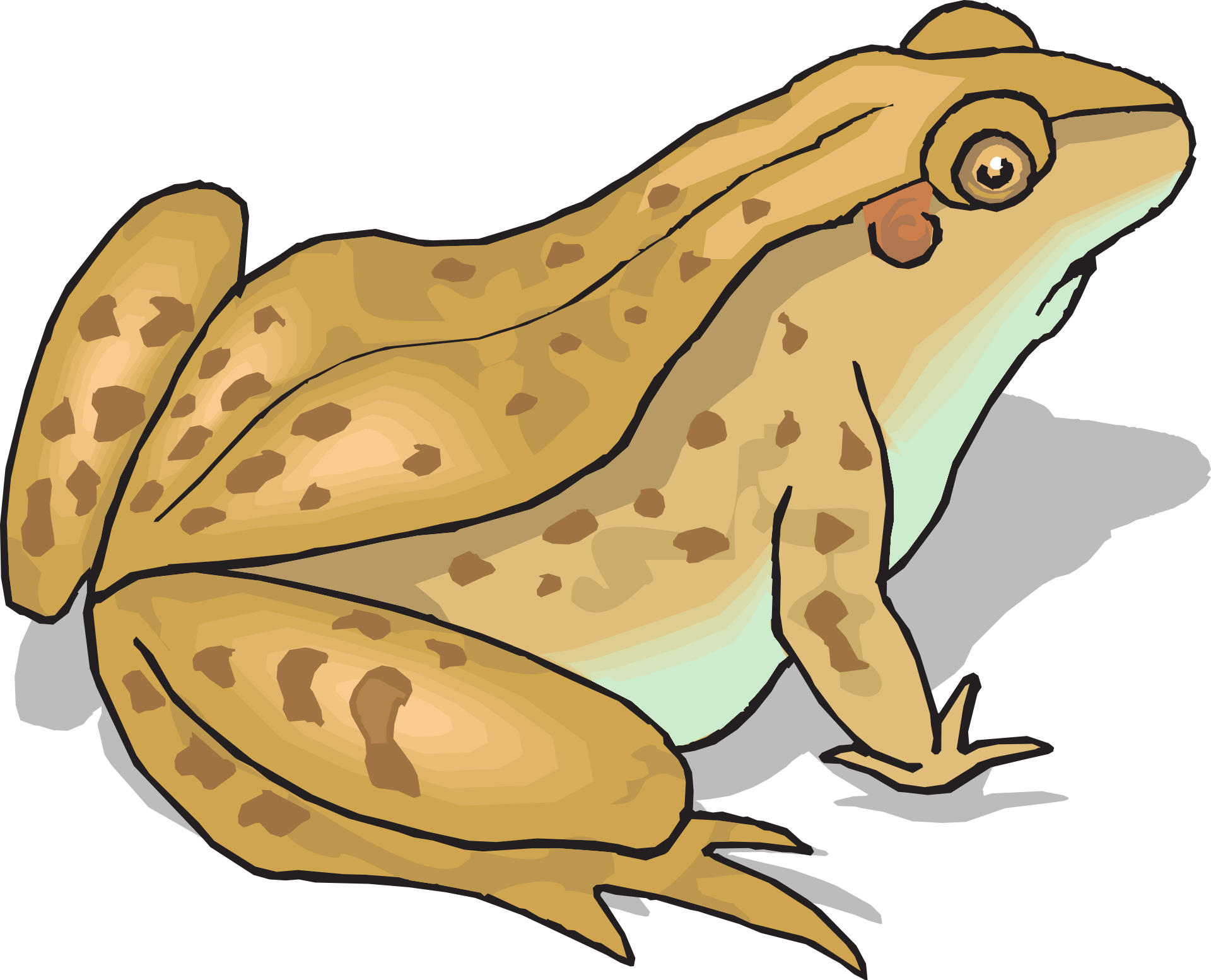Amphibian Frog Transparent PNG Image