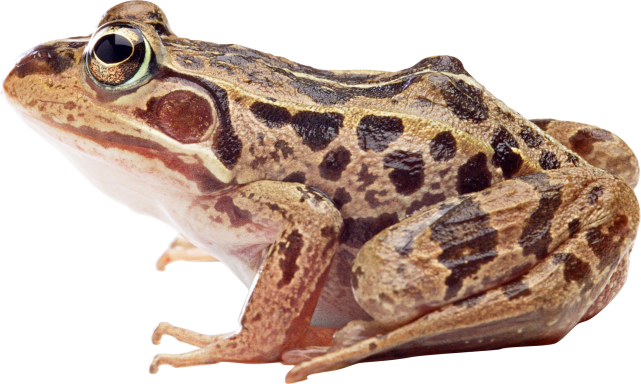 Amphibian Frog Transparent PNG Image