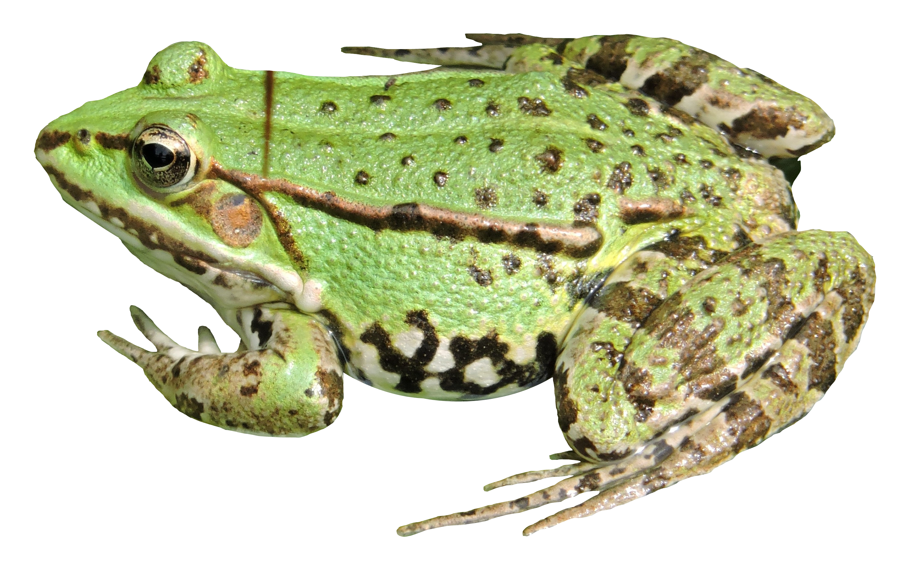 Amphibian Frog Transparent PNG Image