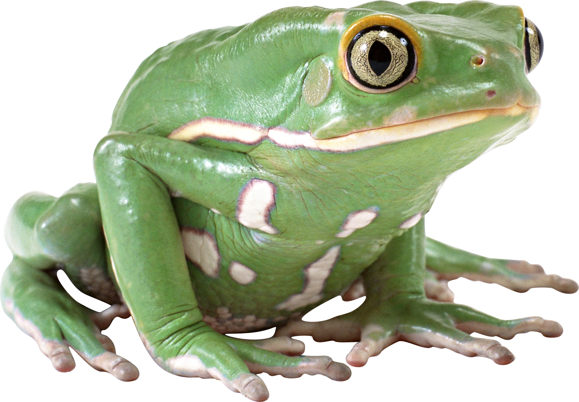 Amphibian Frog Transparent PNG Image