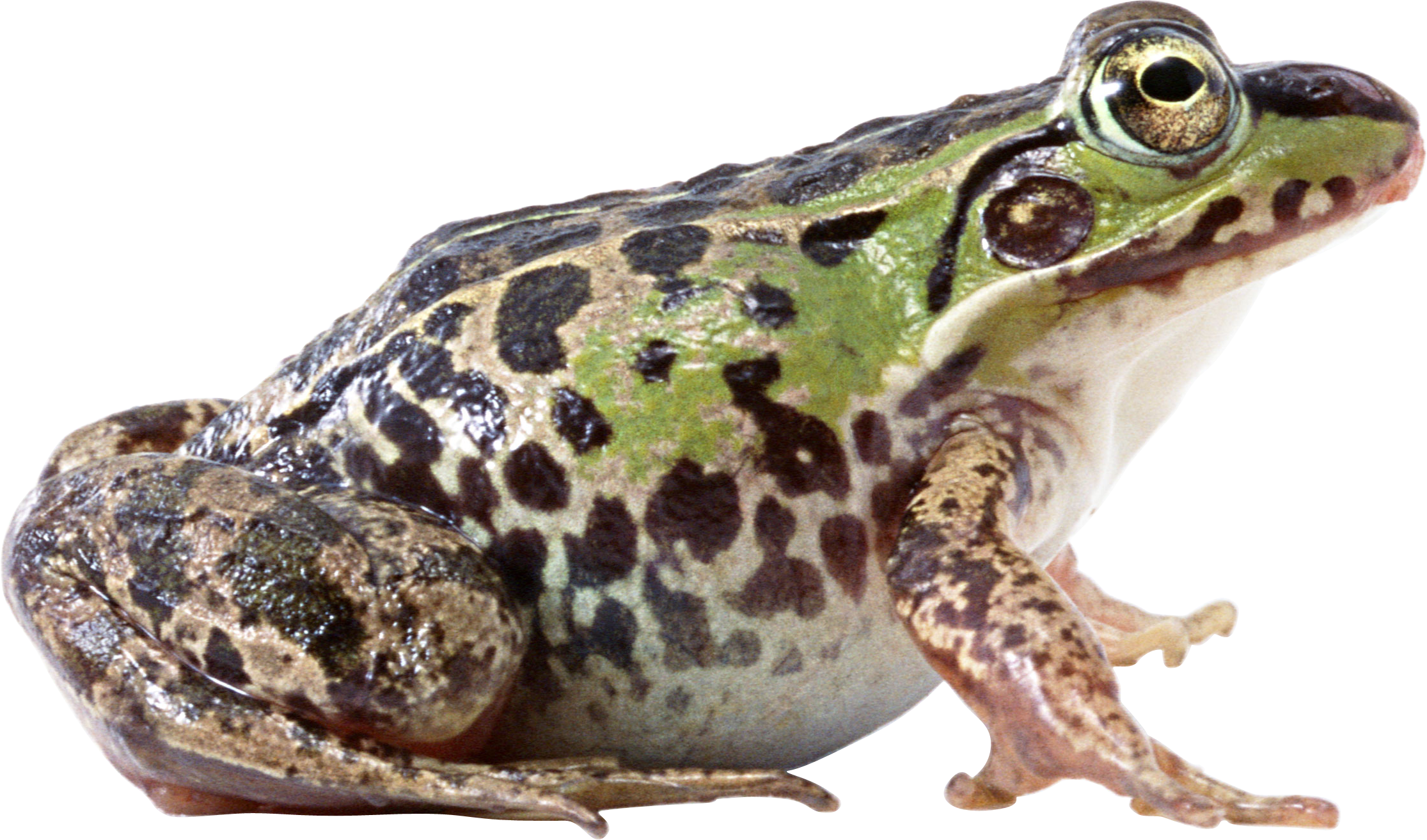 Amphibian Frog Transparent PNG Image