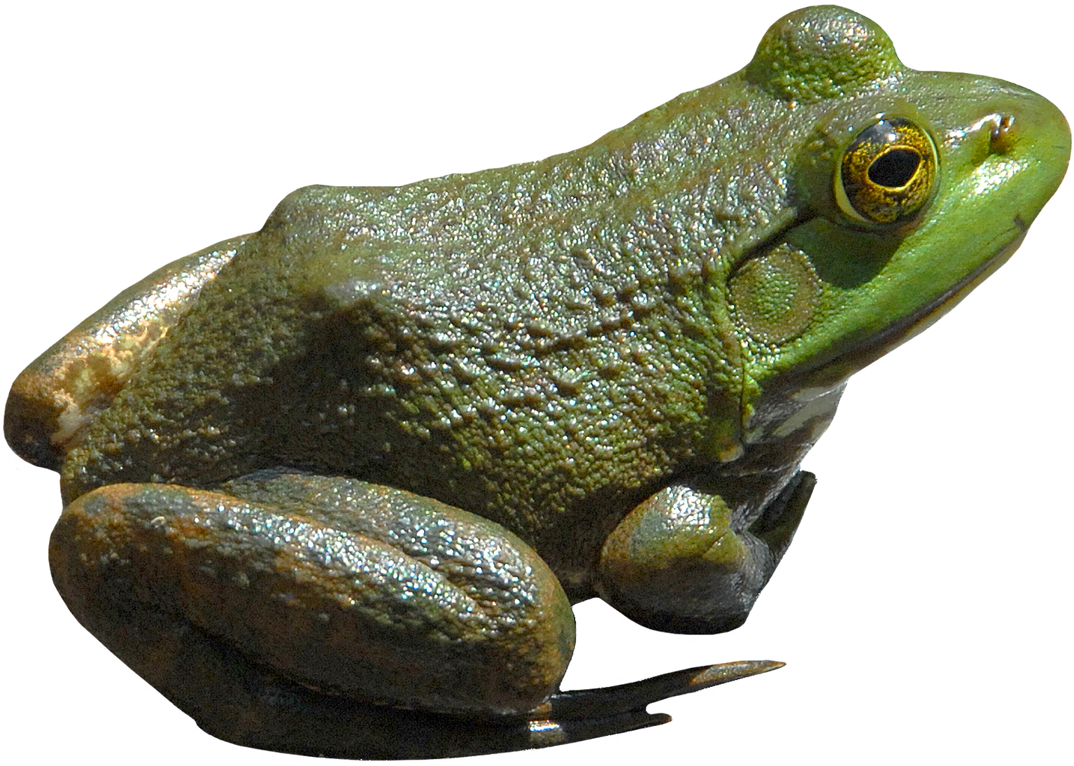 Amphibian Frog Transparent PNG Image