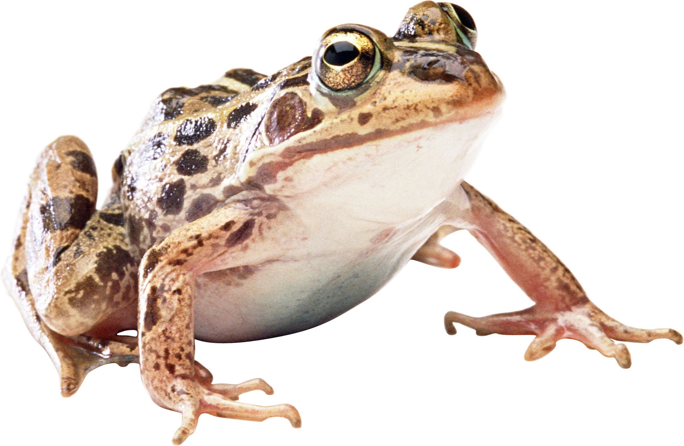 Amphibian Frog Transparent PNG Image