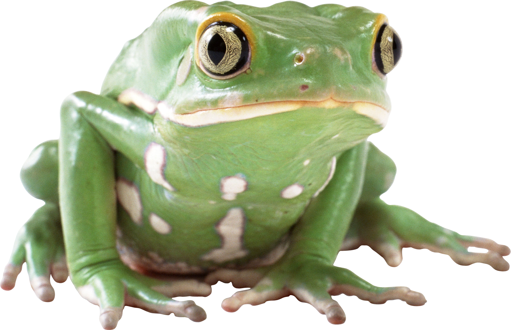 Amphibian Frog Transparent PNG Image