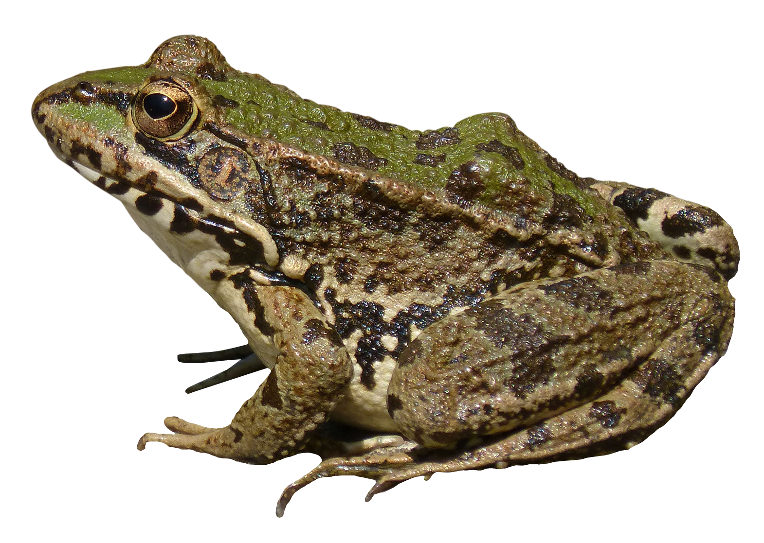 Amphibian Frog File Transparent PNG Image