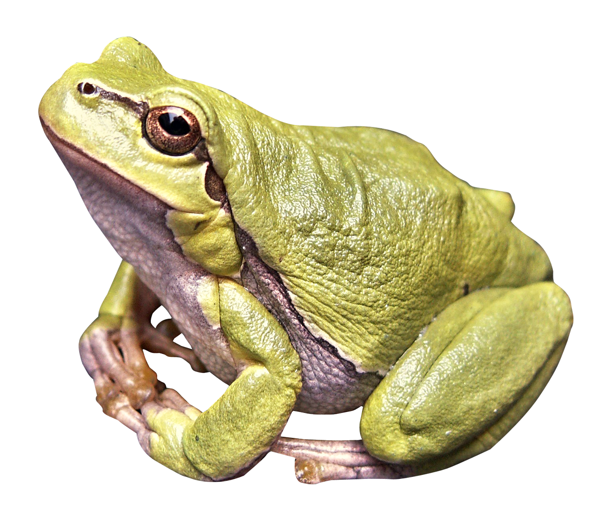 Amphibian Frog Transparent PNG Image