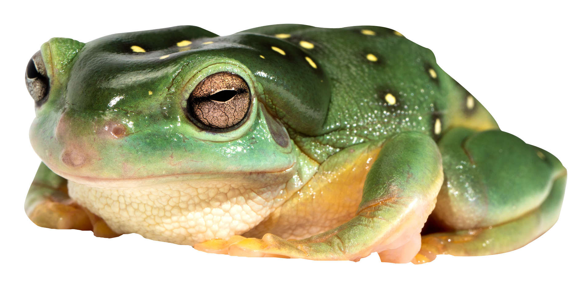 Amphibian Frog Transparent PNG Image