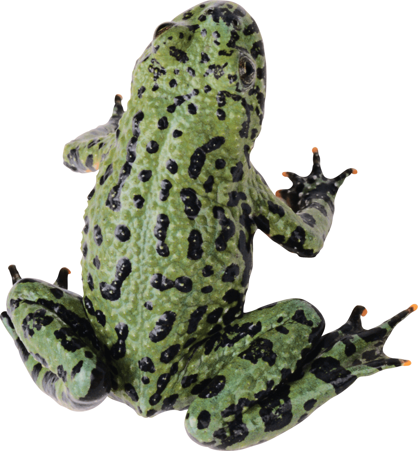 Frog Transparent PNG Image