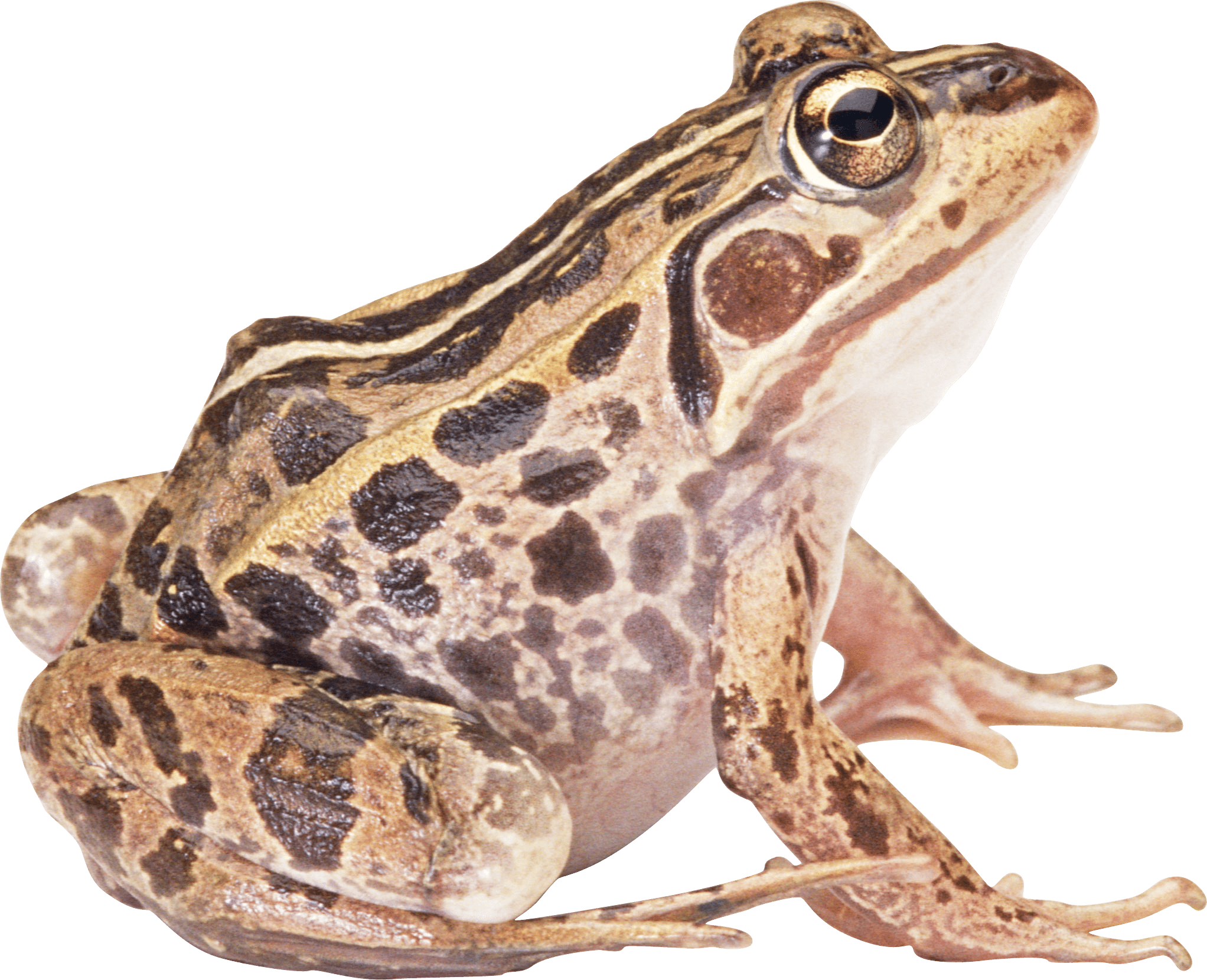 Frog Transparent PNG Image