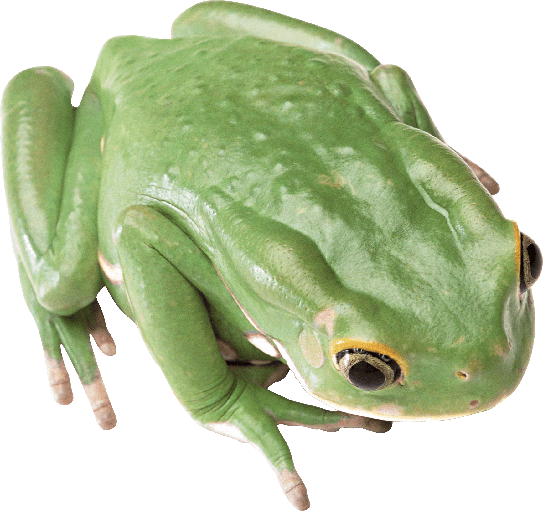 Green Frog Transparent PNG Image
