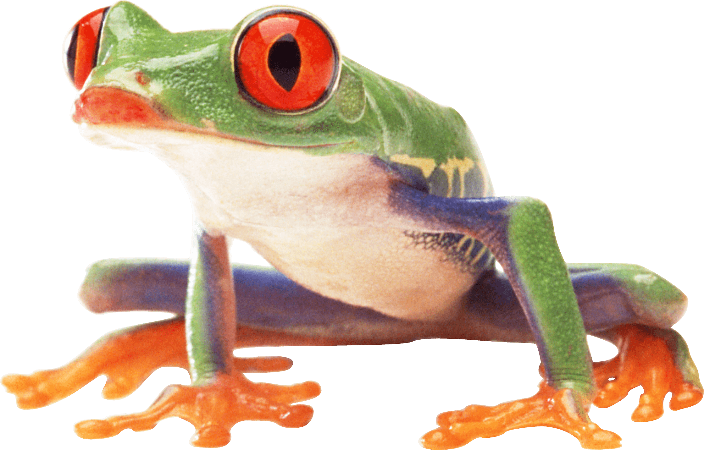Frog Transparent PNG Image
