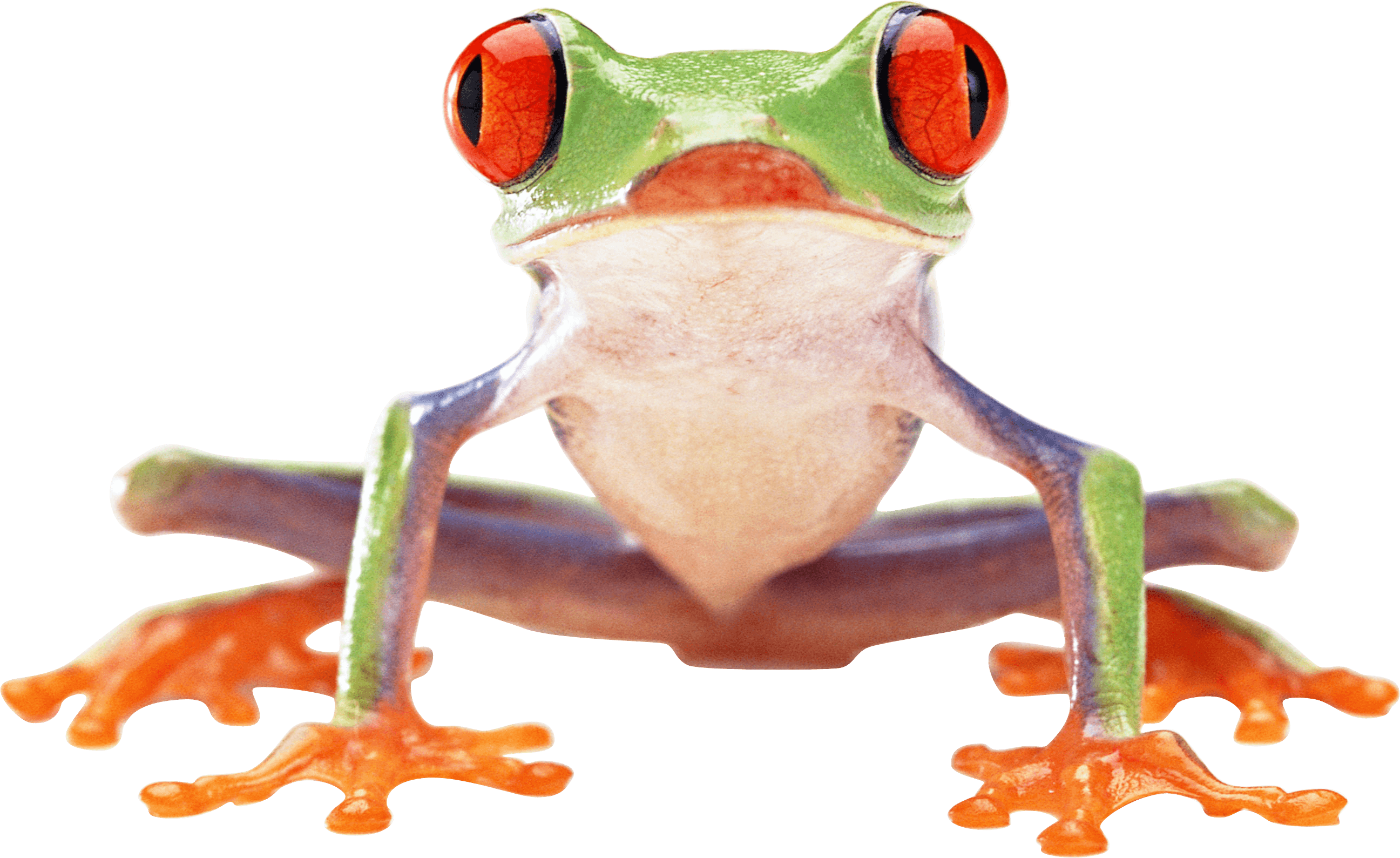 Frog Transparent PNG Image