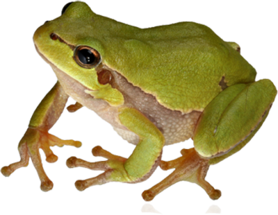Frog 9 Transparent PNG Image