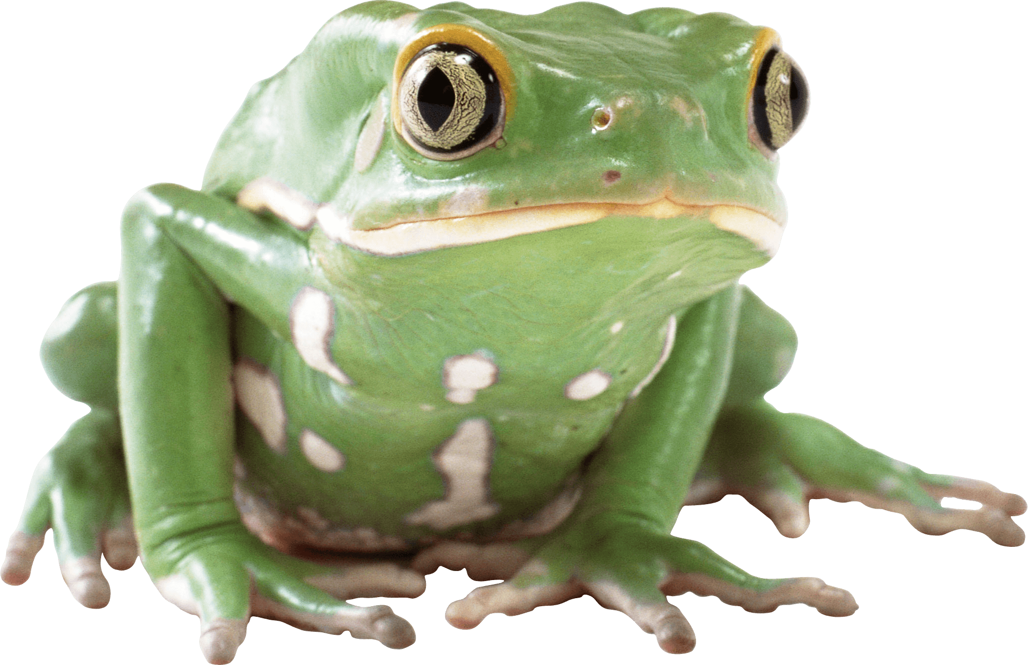 Frog Transparent PNG Image
