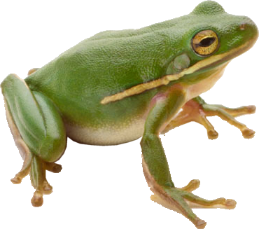 Frog 3 Transparent PNG Image
