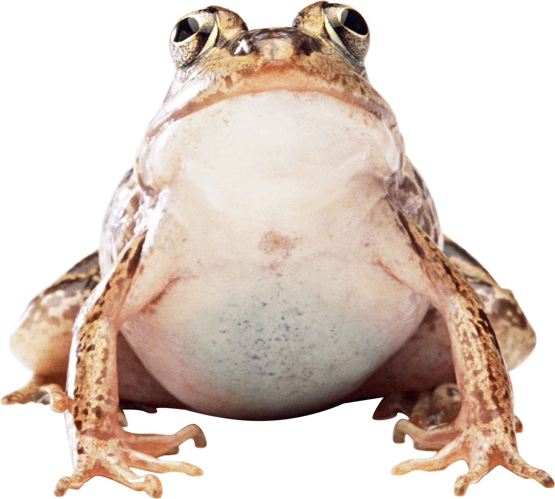 Frog Transparent PNG Image