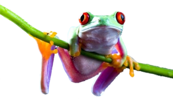 Frog Transparent PNG Image